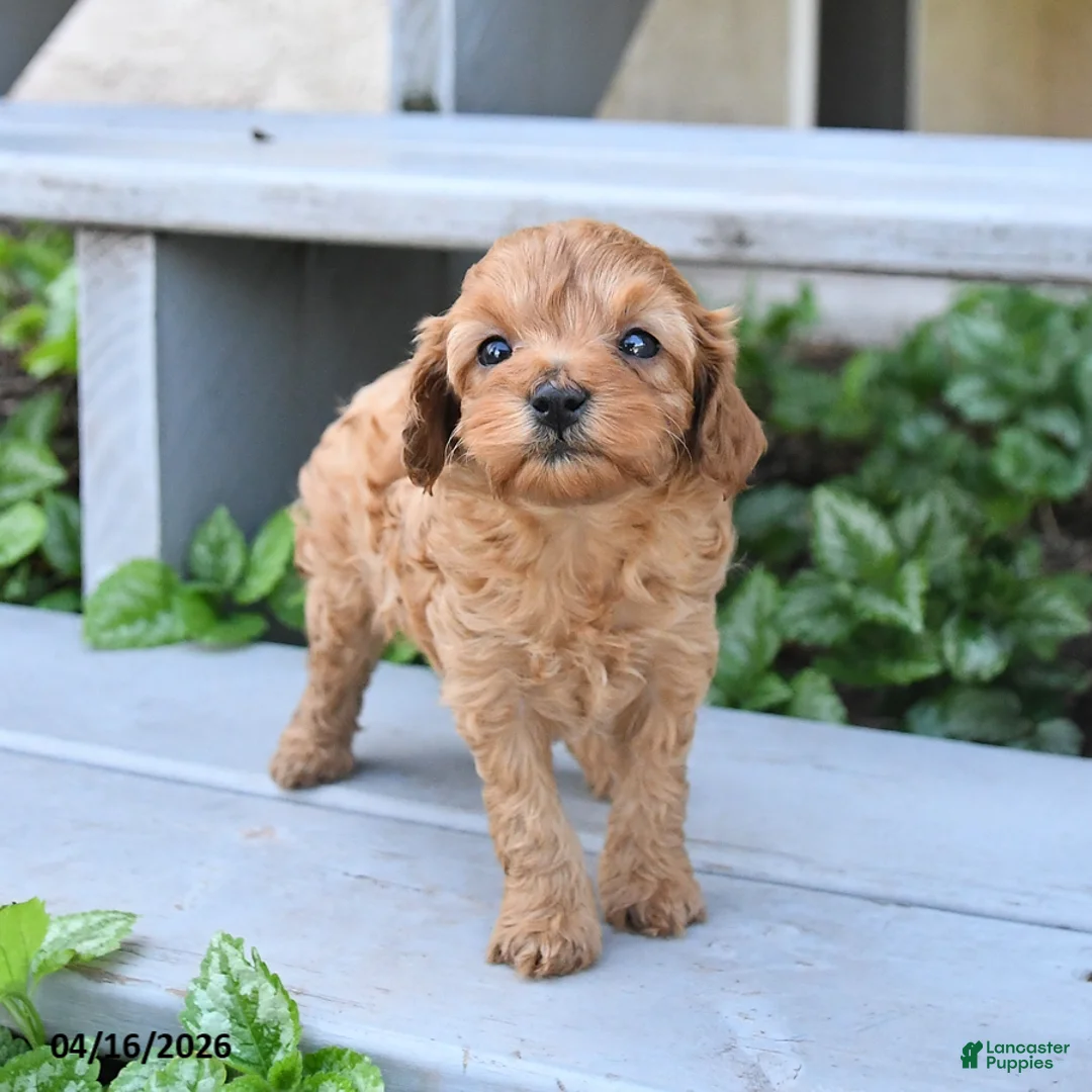 Cavapoo dogs for sale: Precious - Ad 2