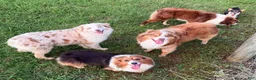 Australian Shepherd dogs for sale: Lemon - Ad 11