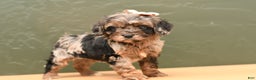 Cavapoo dogs for sale: Dixie - Ad 2