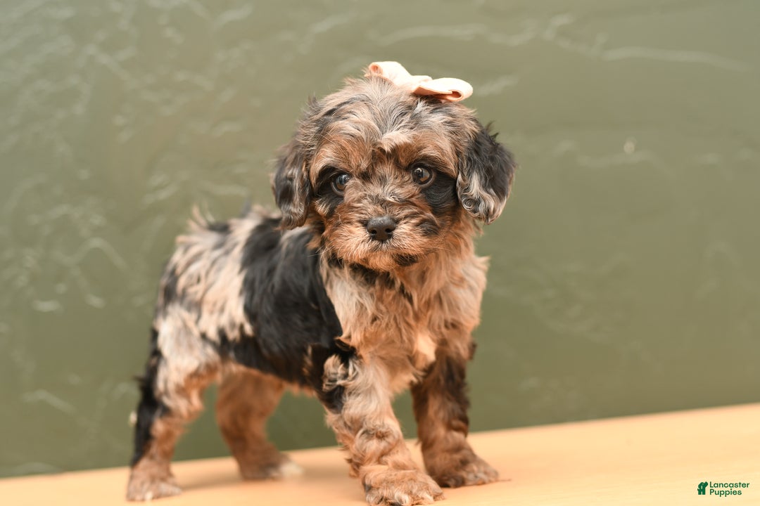 Cavapoo dogs for sale: Dixie - Ad 2