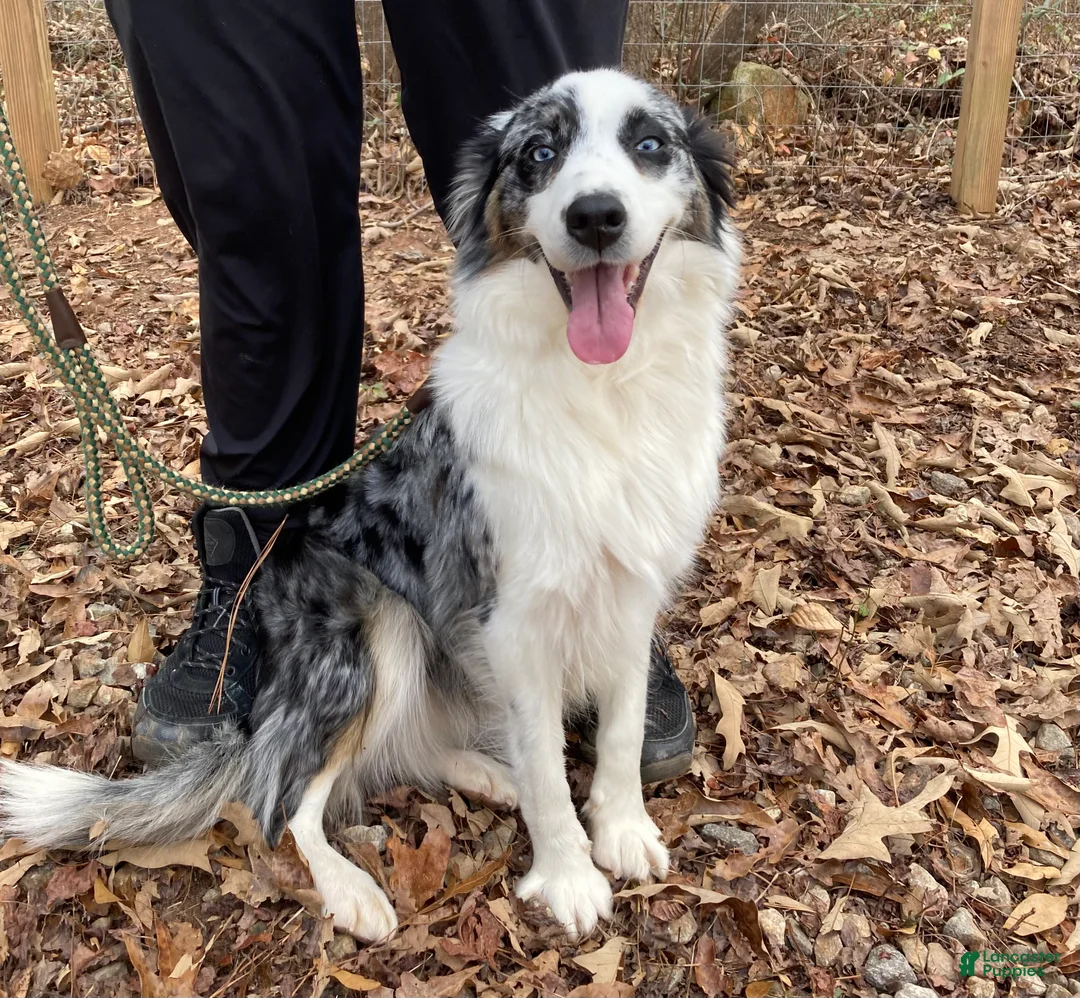 Australian Shepherd dogs for sale: Ranger - Ad 2