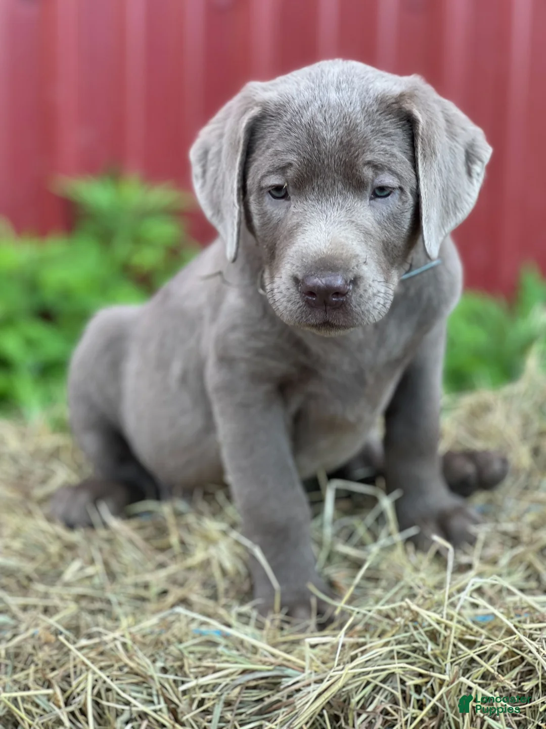Labrador Retriever dogs for sale: Tiffany - Ad 1