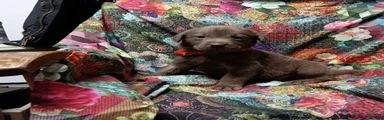 Chocolate Lab – Female