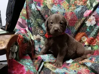 Labrador Retriever dogs Chocolate Lab – Female - Ad 41