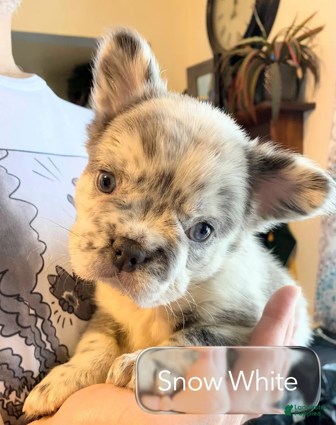 French Bulldog dogs for sale: Lady Snow White of House of Hepley - Ad 2