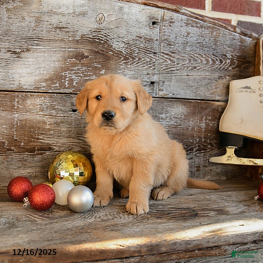 Golden Retriever dogs Rebel - Ad 25
