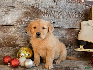 Golden Retriever dogs Rebel - Ad 25