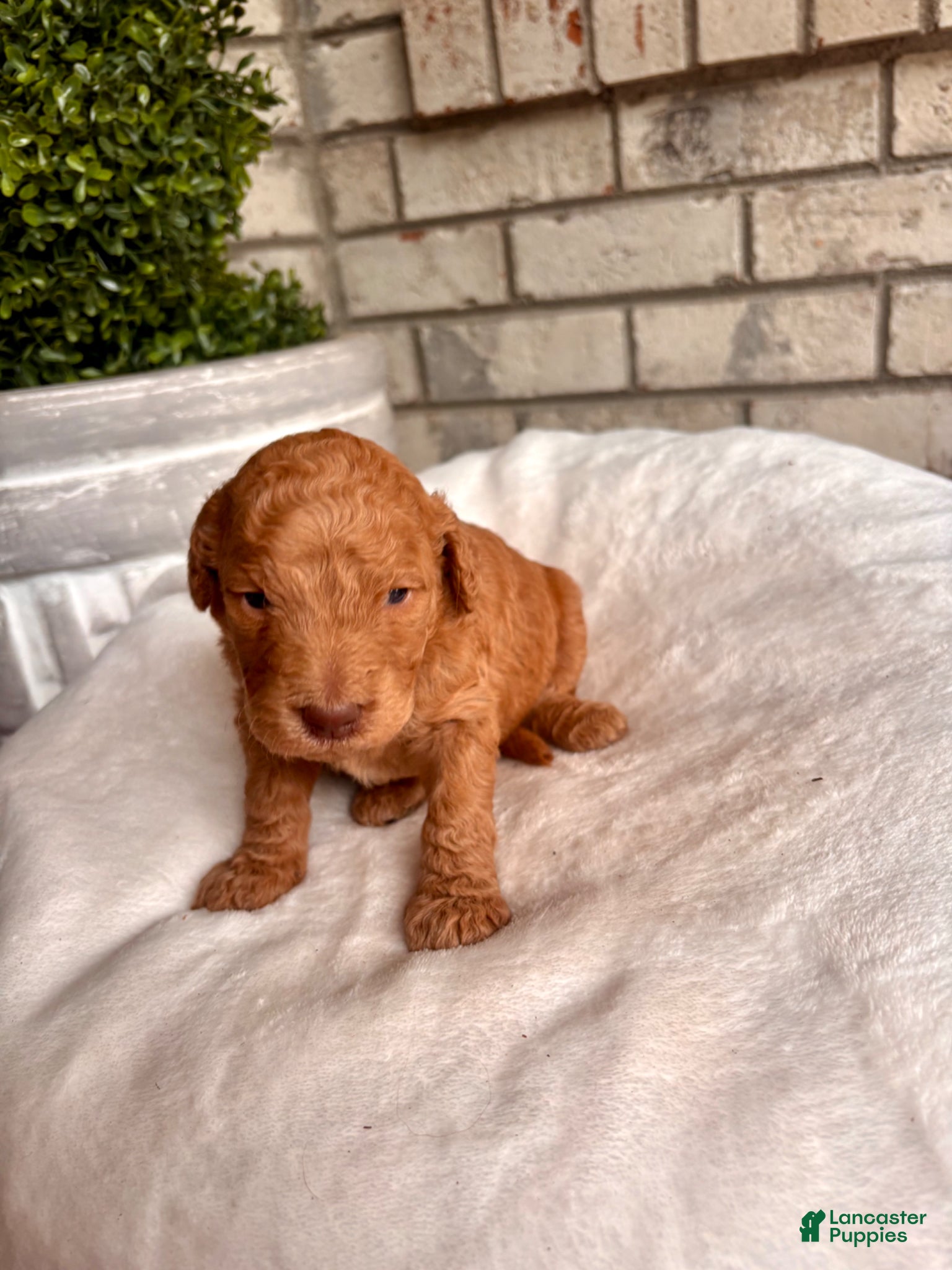Goldendoodle dogs Goldendoodle Puppy 2 - Ad 9