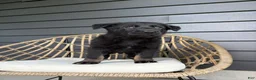 German Shepherd dogs for sale: Duke - Ad 9
