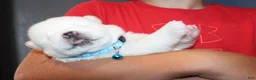 Akita dogs for sale: AKC Ice - Ad 7