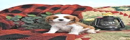 Cavalier King Charles Spaniel dogs for sale: Taffy - Ad 2