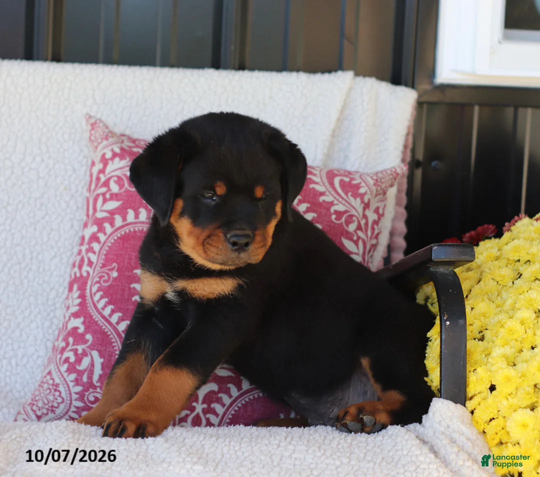 Rottweiler dogs for sale: Jingo - Ad 2