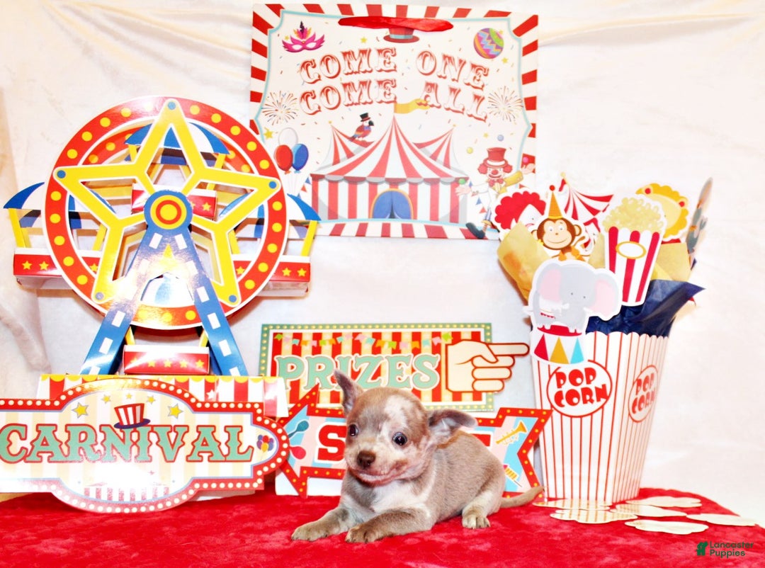 Chihuahua dogs for sale: Finnick - Ad 14