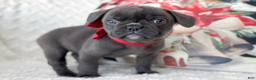 French Bulldog dogs for sale: Vixen Blue Fluffy Carrier - Ad 3