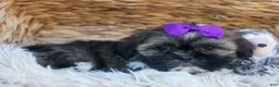 Shih Tzu dogs for sale: SADIE - Ad 6