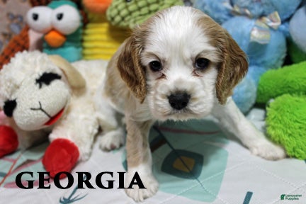 Cocker Spaniel dogs Georgia - Ad 2