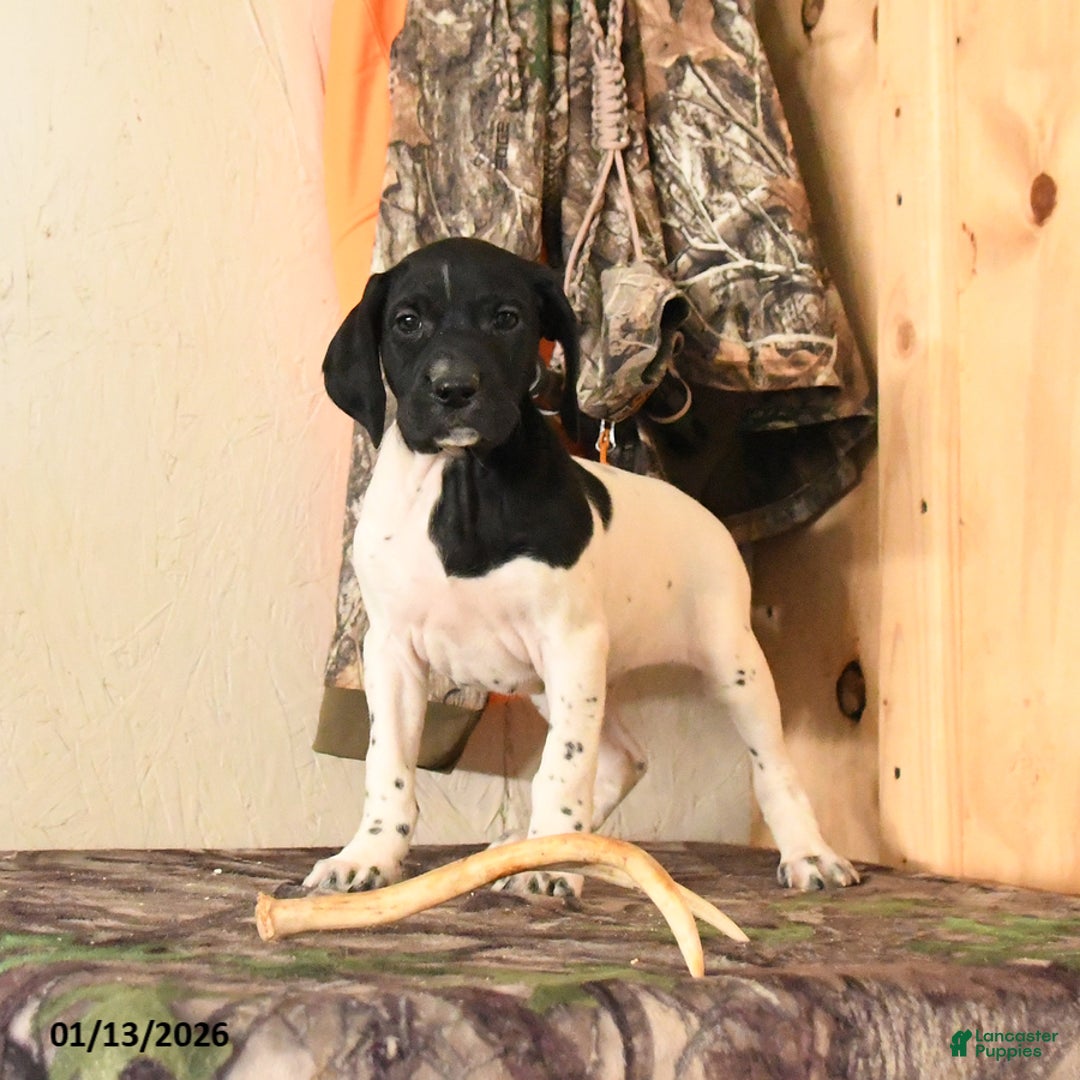 German Shorthaired Pointer dogs for sale: Hazel - Ad 4
