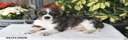 Cavalier King Charles Spaniel dogs for sale: Cody - Ad 4