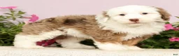 Mini Bernedoodle dogs for sale: Jayce - Ad 8