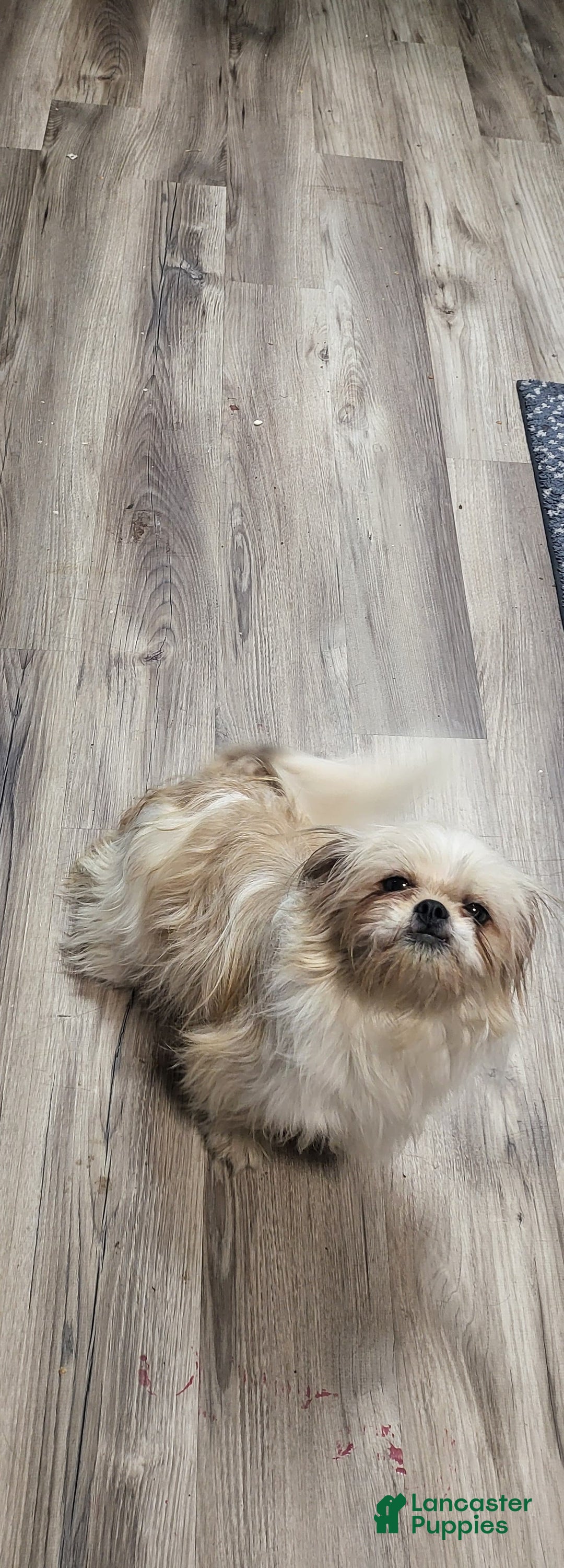 Shih Tzu dogs for sale: Joey - Ad 5
