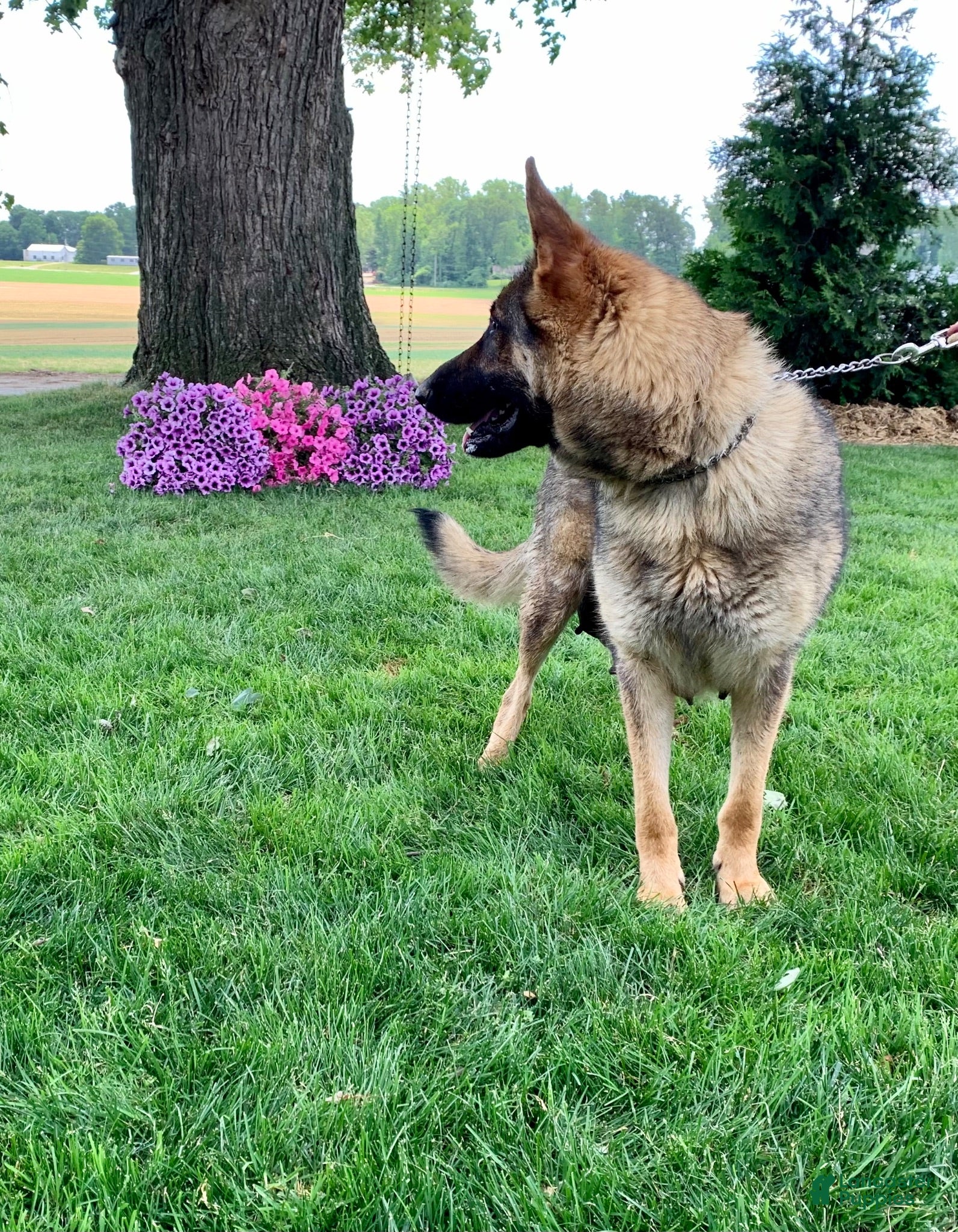 German Shepherd dogs Stella❤️AKC Working Bloodlines🐾Call 717-529-2347 - Ad 2