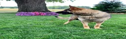 German Shepherd dogs for sale: ALPHA❤️AKC Working Lines - Ad 2