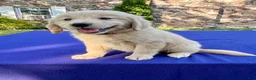 Golden Retriever dogs for sale: Cupcake - Ad 4