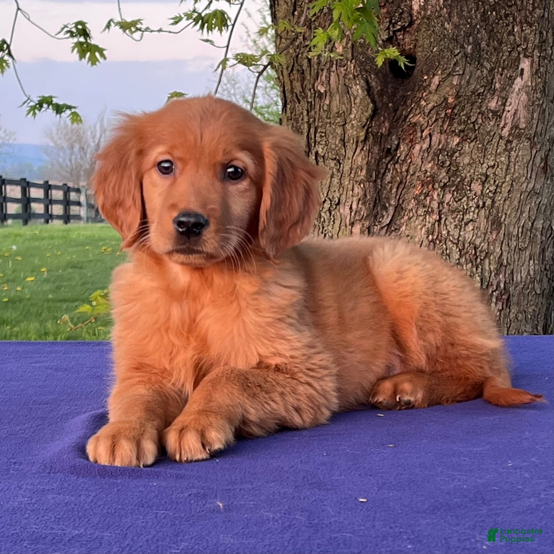 Golden Retriever dogs Mable - Ad 2