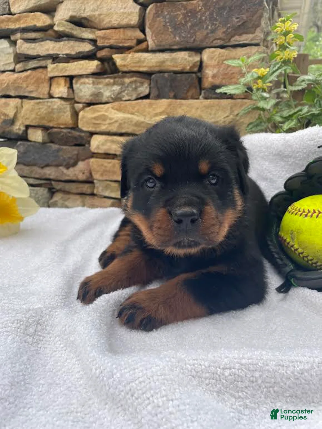 Rottweiler dogs for sale: Mr Red  - Ad 1