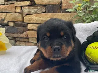 Rottweiler dogs for sale: Mr Red - Ad 4
