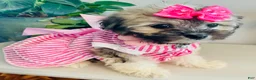 Havanese dogs for sale: Toy sized Luna - Ad 6