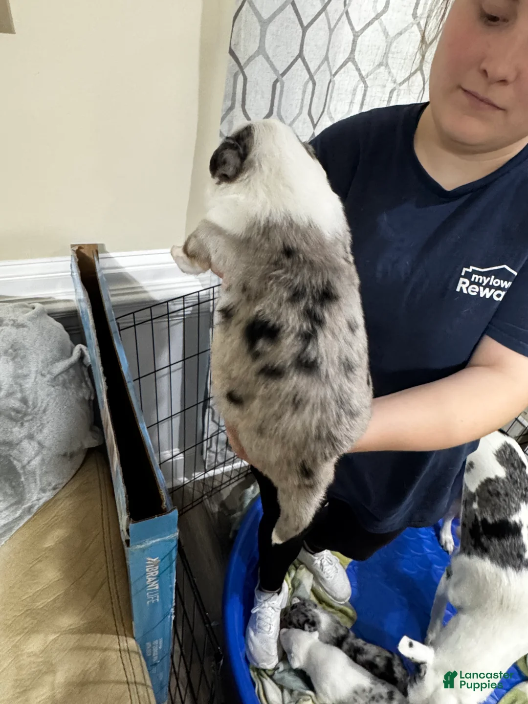 Mixed Breed dogs for sale: Mixed Breed 1 - Ad 1