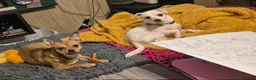 Chihuahua dogs for sale: Chihuahua Puppy 2 - Ad 2