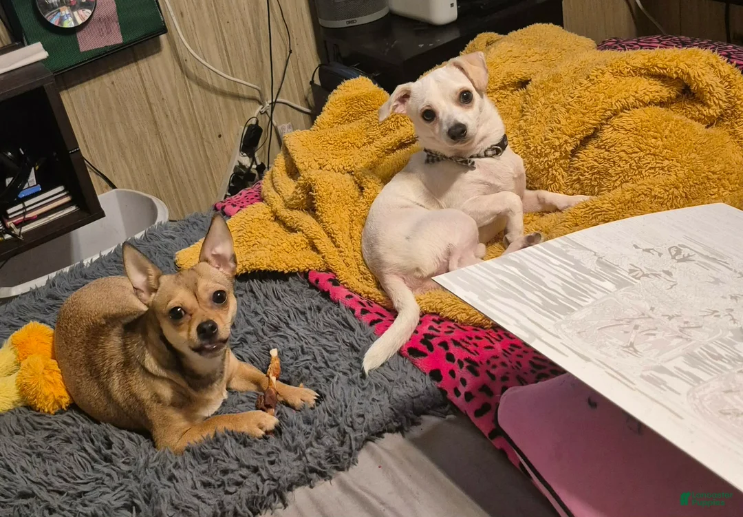 Chihuahua dogs for sale: Chihuahua Puppy 2 - Ad 2