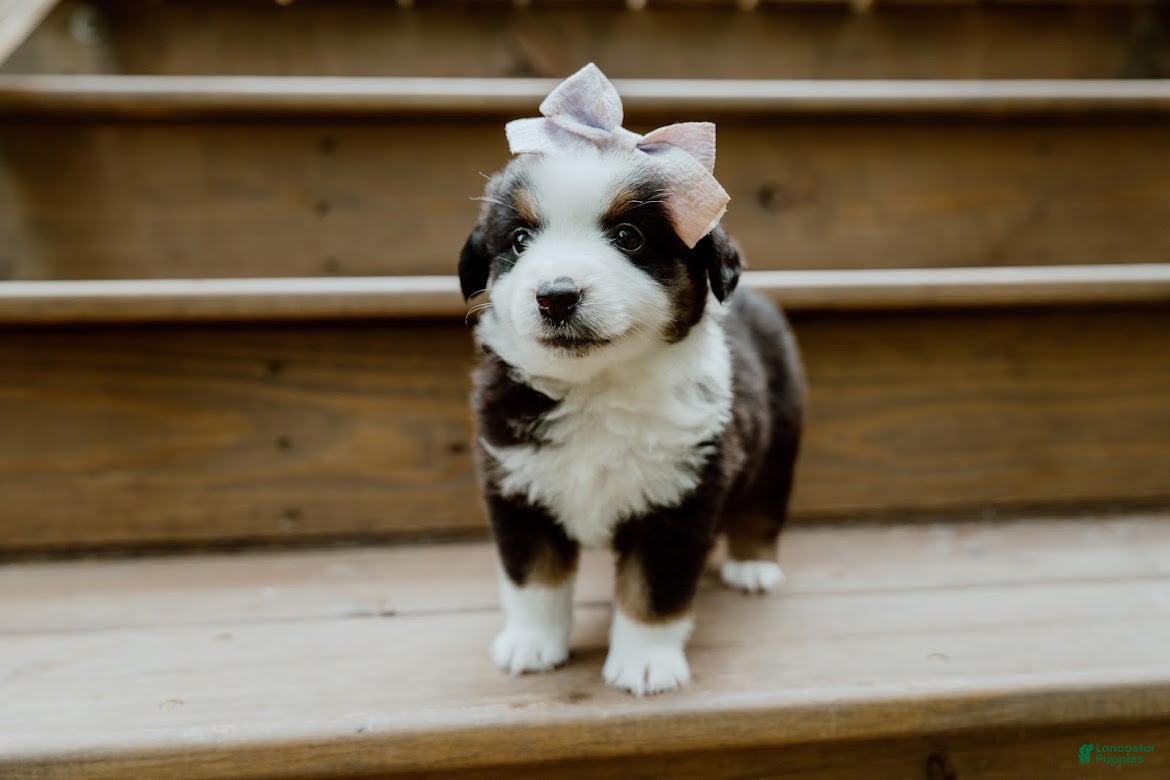 Miniature Australian Shepherd dogs Sunny  - Ad 1