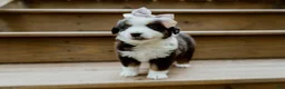 Miniature Australian Shepherd dogs for sale: Sunny  - Ad 1