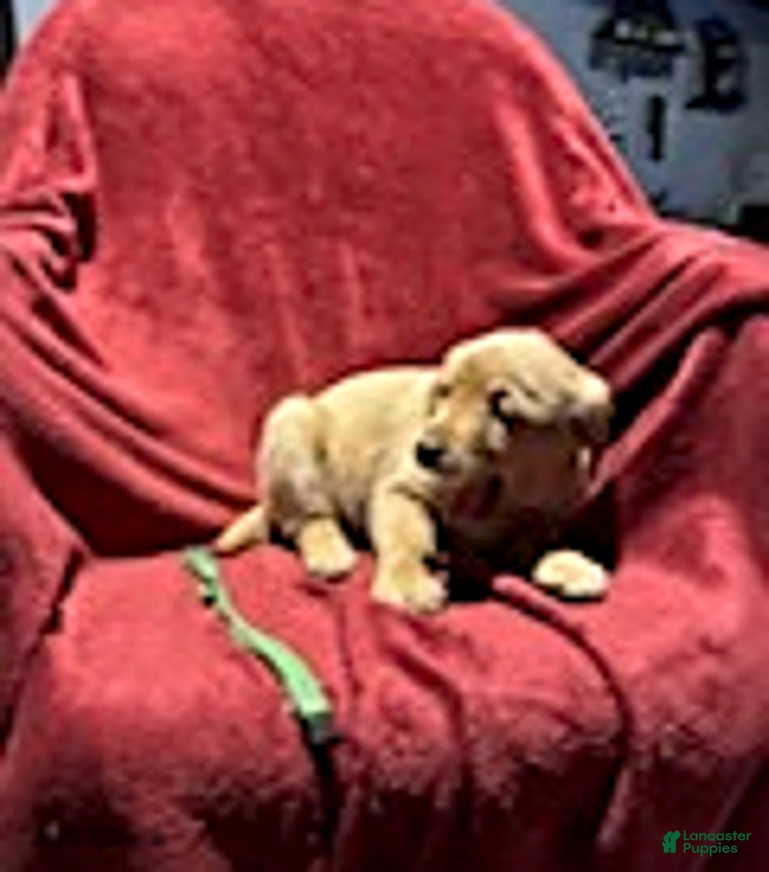 Goldador dogs for sale: April - Ad 9