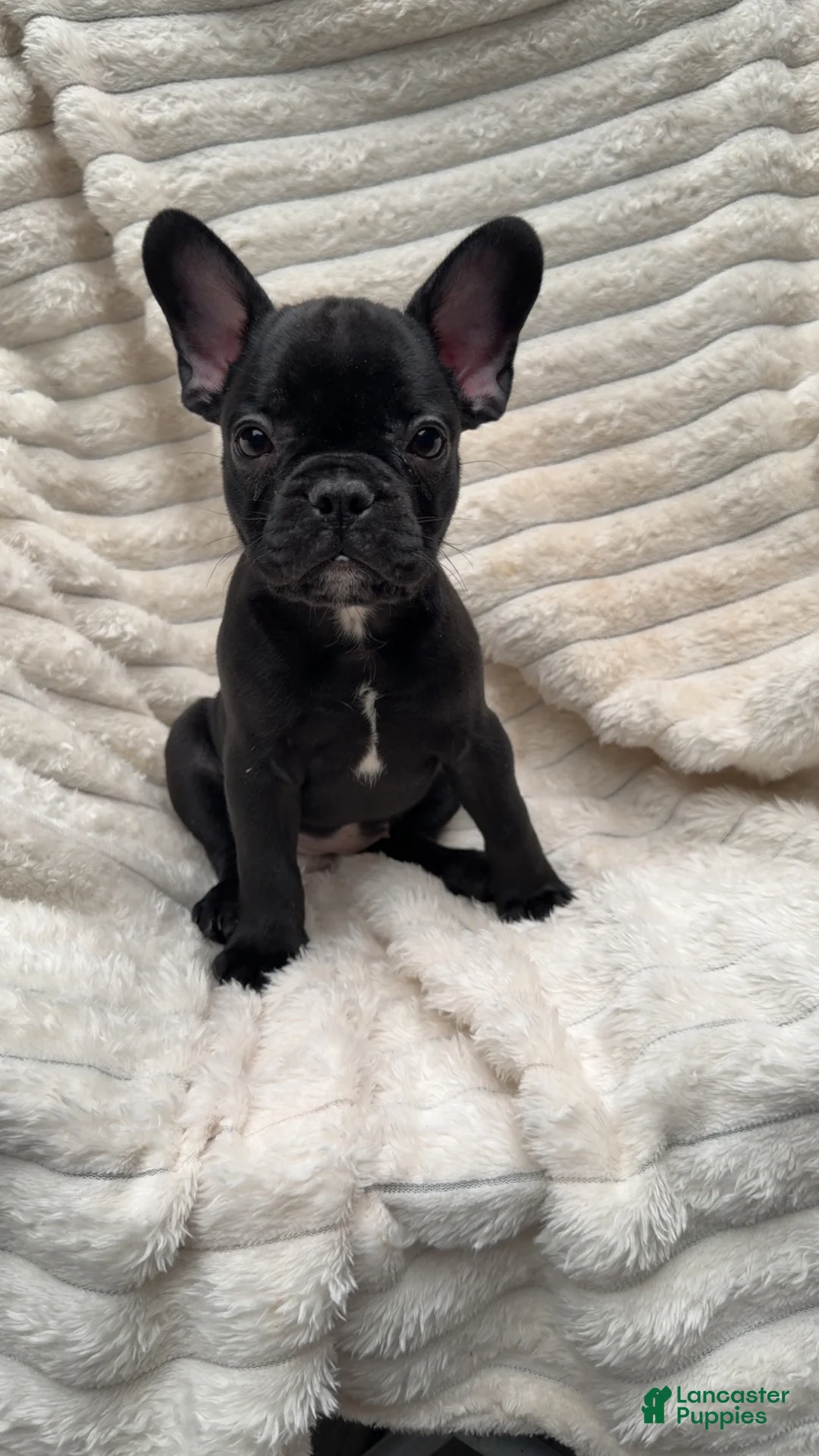 French Bulldog dogs for sale: French Bulldog Black with white stripe - Ad 2