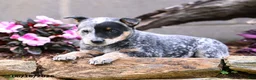 Australian Cattle Dog dogs for sale: Asher - Ad 3