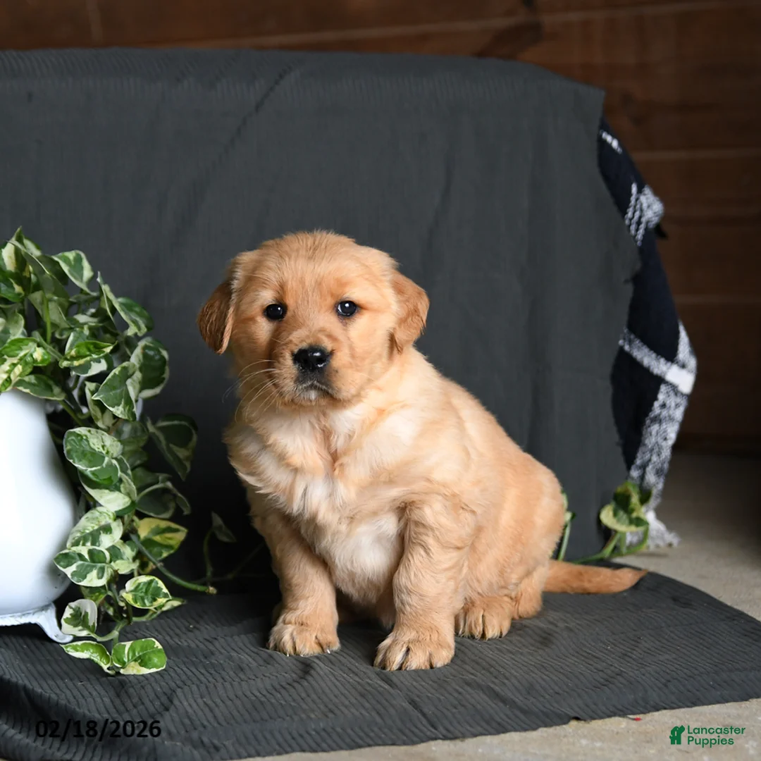 Golden Retriever dogs for sale: Rainbow - Ad 1