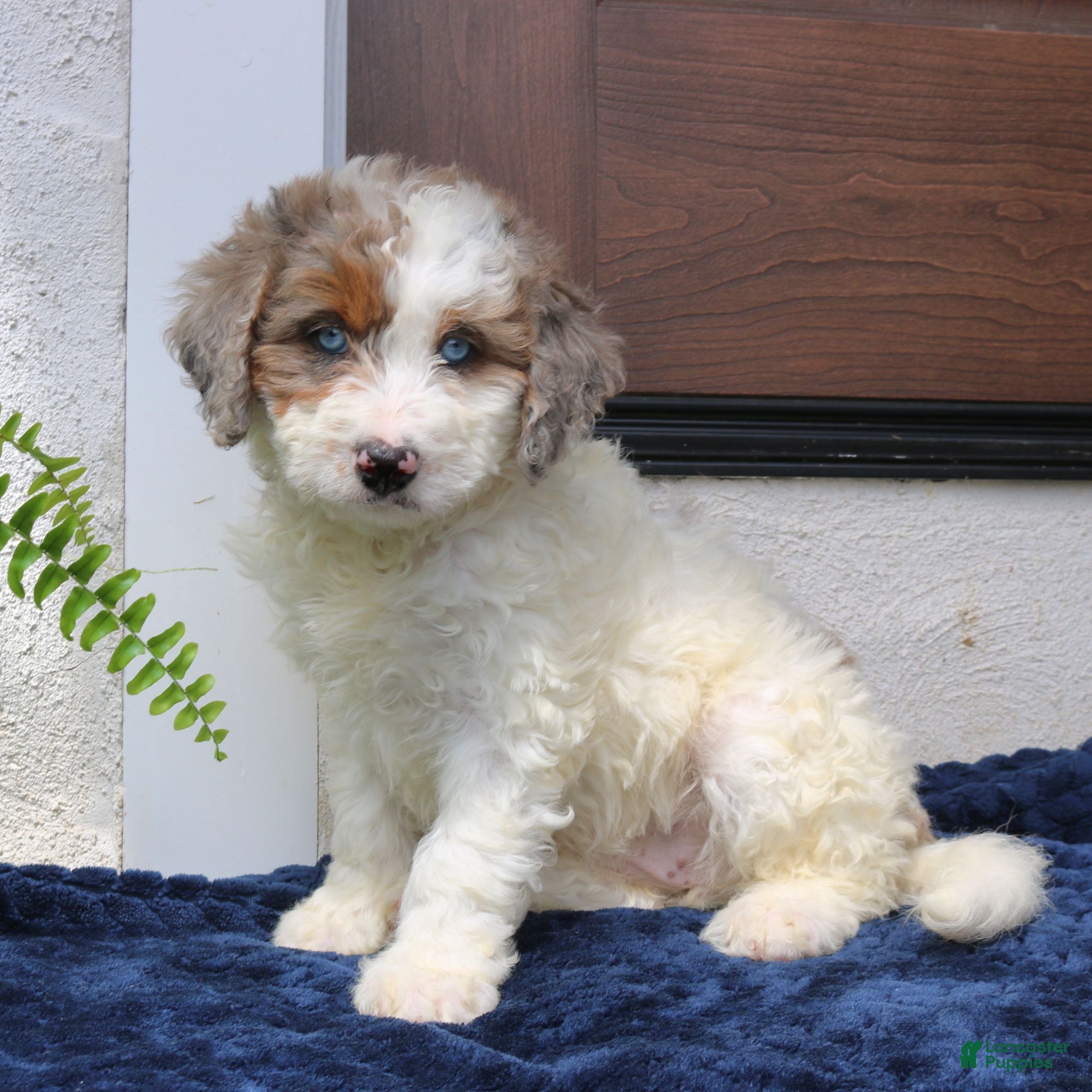 Mini Bernedoodle dogs Ruby  - Ad 2