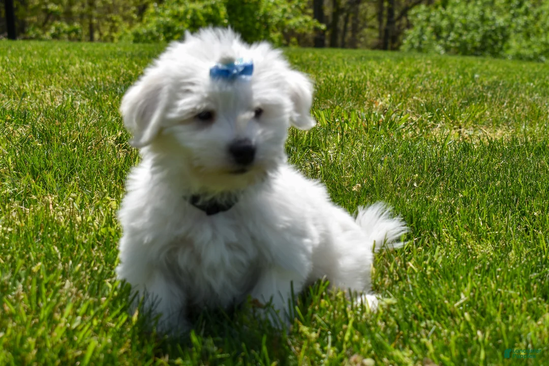 Maltese dogs for sale:  Justin  - Ad 2