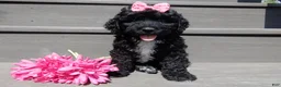 Sheepadoodle dogs for sale: Addi-MEDIUM - Ad 5
