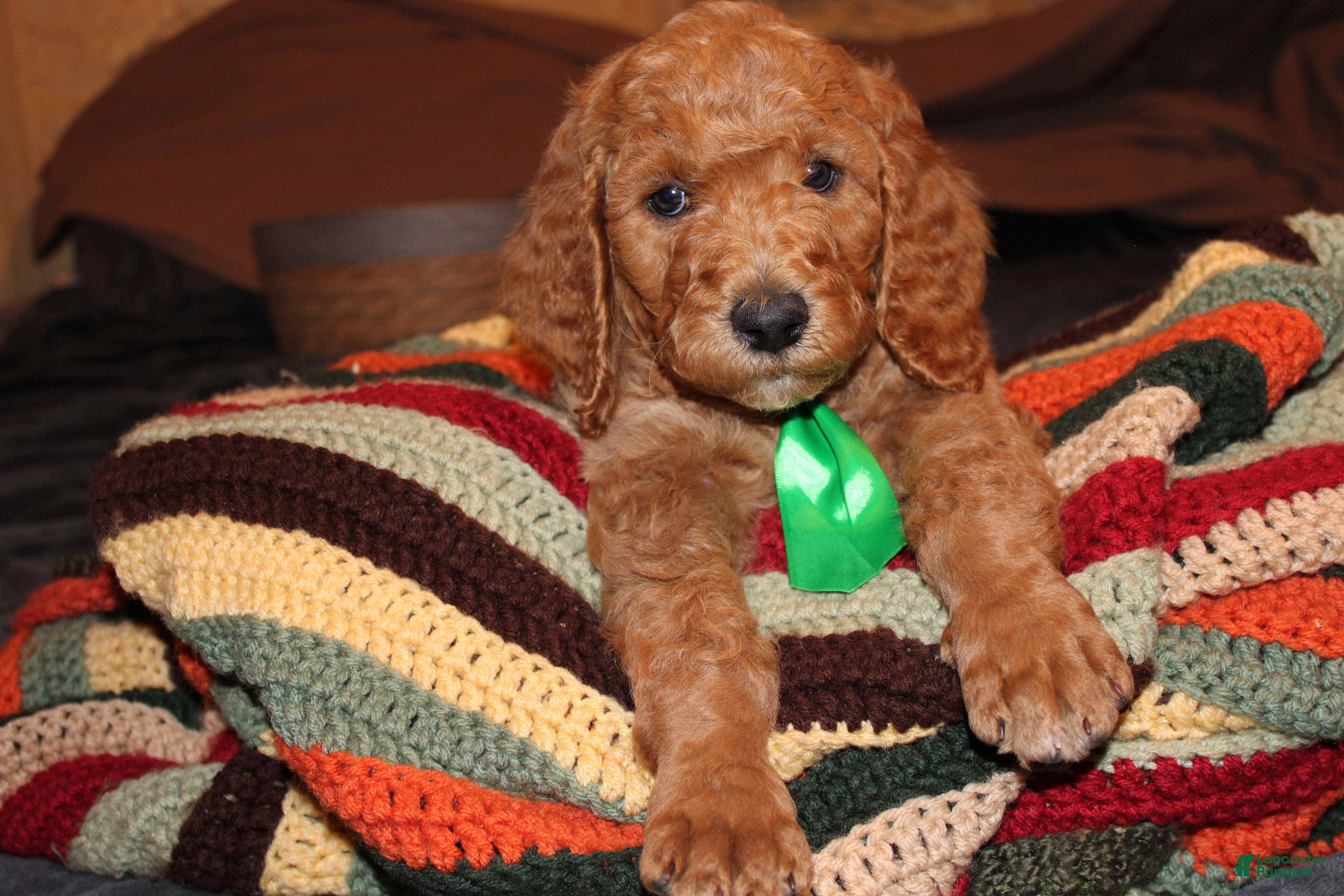 Standard Poodle dogs Standard Poodle Puppy 2 - Ad 30