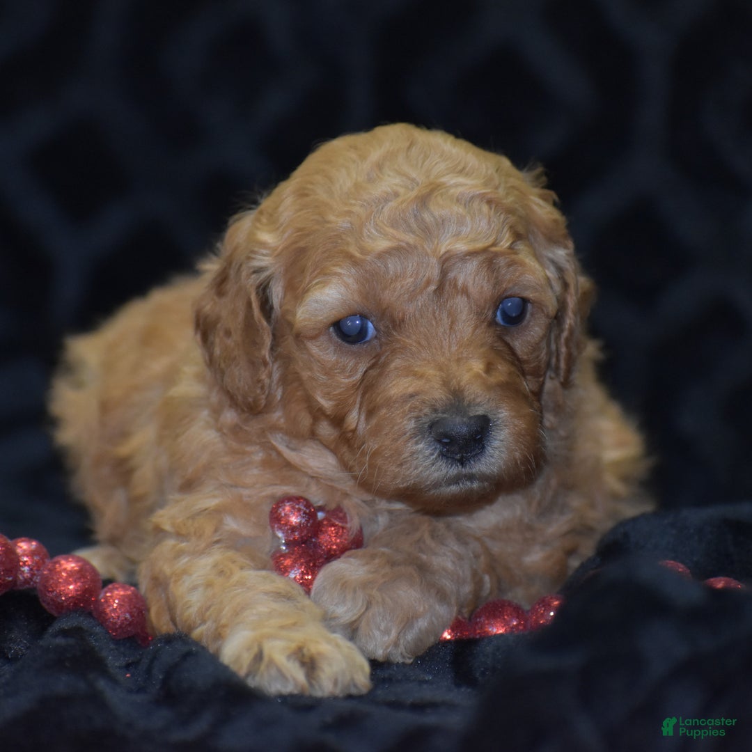 Mini Goldendoodle dogs for sale: Glaze - Ad 8
