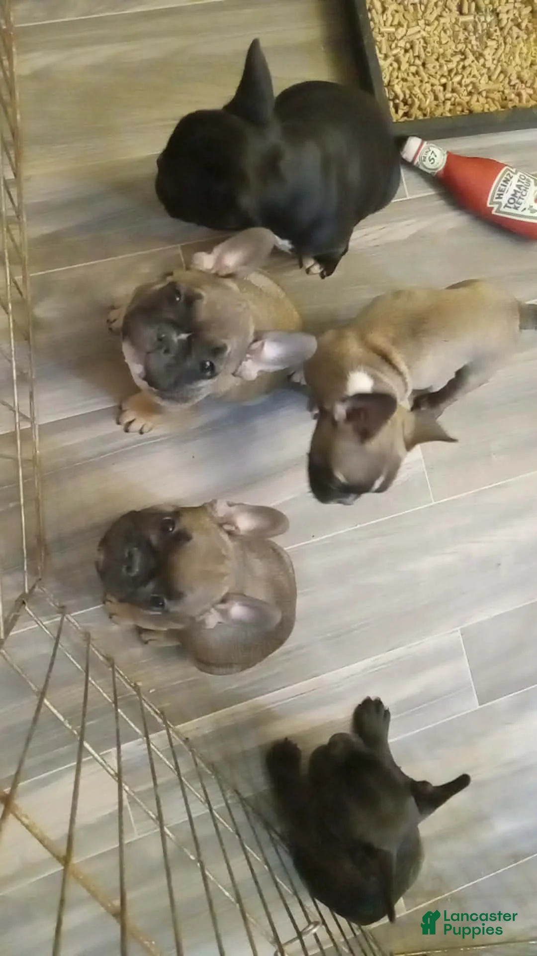 French Bulldog dogs for sale: Jojo - Ad 1