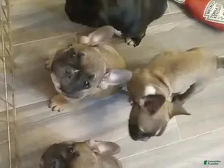 French Bulldog dogs Jojo - Ad 4