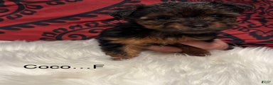 Yorkshire Terrier Puppy 3