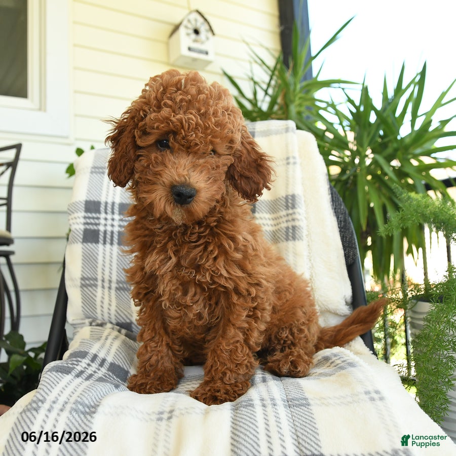 Mini Goldendoodle dogs Grayson - Ad 1