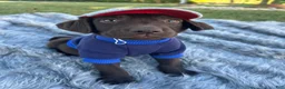 Labrador Retriever dogs for sale: Labrador Retriever sage design - Ad 1